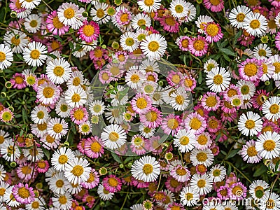 Pink and white wild daisies, spring flower background, Devon, UK. Erigeron karvinskianus aka Mexican fleabane. Stock Photo
