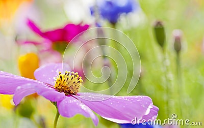 Pink Wild Flower Stock Photo