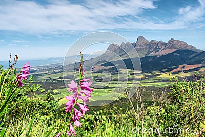 Pink wild flowers in mountains Stock Photo