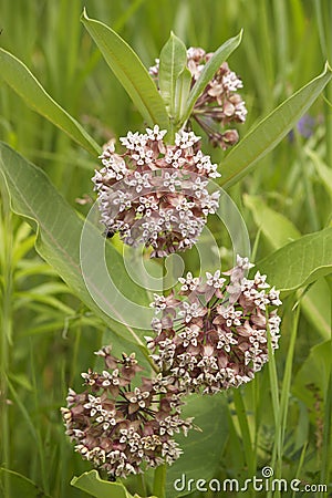 Pink wild flowers. Silkweed. Asclepias syriaca Stock Photo