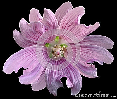 Pink wild mallow flower on the black isolated background with clipping path. Closeup. Element of design. Stock Photo