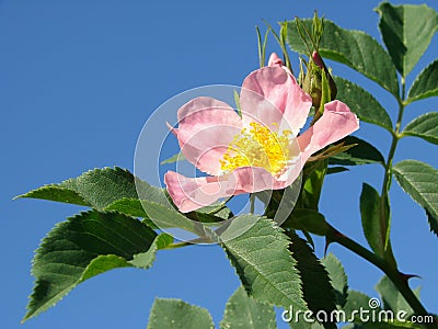 Pink wild rose Stock Photo