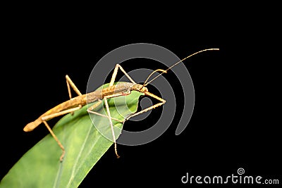 Pink winged stick insect or Madagascan stick insect, Sipyloidea sipylus, Analamazaotra National Park. Madagascar wildlife Stock Photo