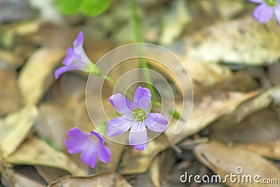 Pink woodsorrel growing wild Stock Photo