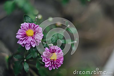 Pink yellow bloomed chrysanthemums Stock Photo