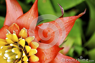 Pink and Yellow Bromeliad Hawaii Stock Photo