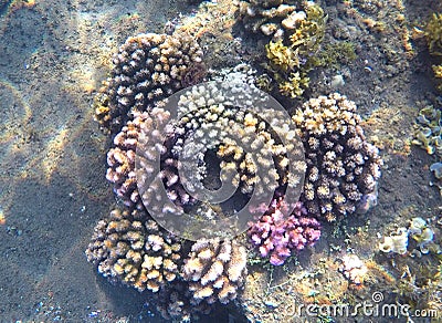 Pink and yellow coral reef and sand sea bottom. Exotic fauna of tropical sea. Stock Photo