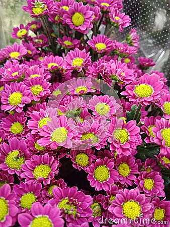 Pink yellow flowers that captivates the heart Stock Photo