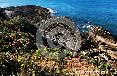 Pink and Yellow Flowers and Ocean Cliffs Stock Photo