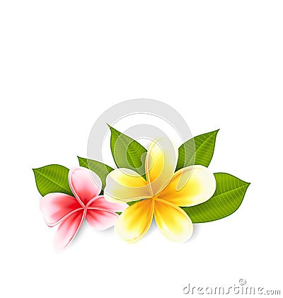Pink and yellow frangipani (plumeria), exotic flowers isolated Vector Illustration