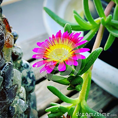 Ice Plant bloom Stock Photo