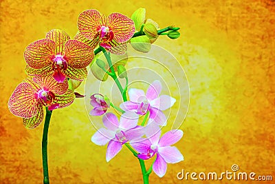 Pink and yellow phalaenopsis orchids on abstract grunge backdrop Stock Photo