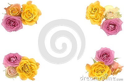 Pink and yellow roses Stock Photo