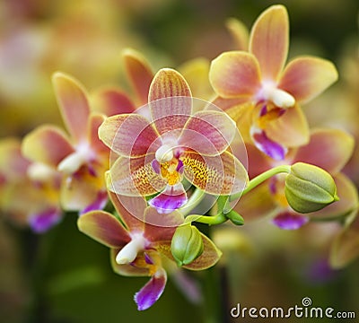 Pink Yellow Spotted Orchids Stock Photo