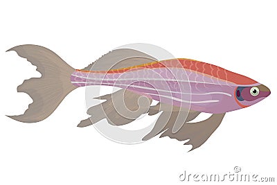 Pink zebra danio aquarium fish Vector Illustration