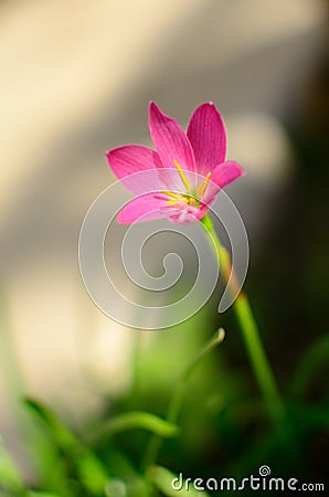 Pink Zephyranthes Carinata Stock Photo