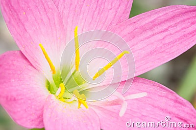 Pink zephyranthes flower (Rain Lily) Stock Photo