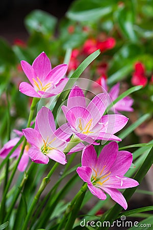 Pink zephyranthes flowers. Rain Lily Stock Photo