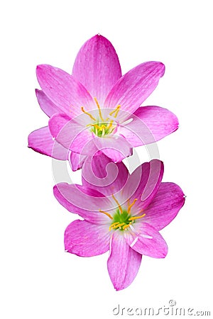 Pink zephyranthes flowers. Rain Lily Stock Photo