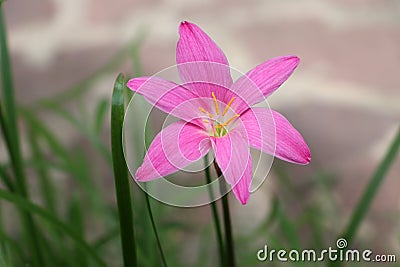 Pink Zephyranthes grandiflora on blur background Stock Photo