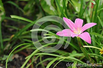 Pink zephyranthes lily flower in the garden Stock Photo