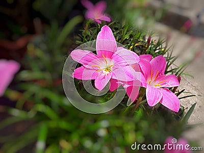 Zephyranthes minuta,lotus Stock Photo