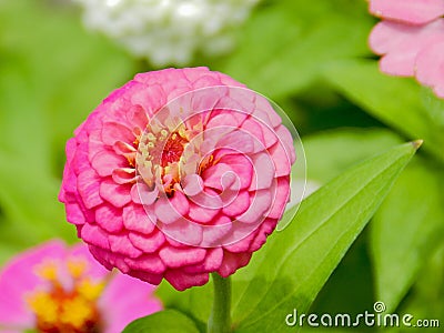 Pink Zinnia Flower Stock Photo