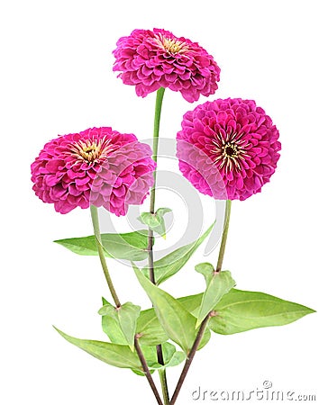 Pink zinnia flower Stock Photo