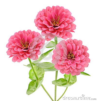 Pink zinnia Stock Photo