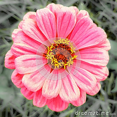 Pink zinnia flower with yellow heart Stock Photo