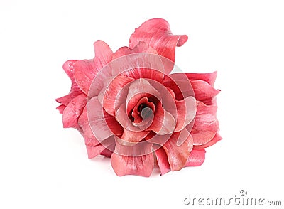 Pinkish red radicchio, a type of leaf chicory. This is the prized italian type known as rose of Gorizia,Rosa di Gorizia in italian Stock Photo