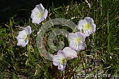 Pinkladies Showy evening primrose . Stock Photo