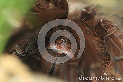 Pinktoe goliath tarantula Stock Photo