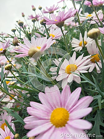 Pinky flo flowers Stock Photo