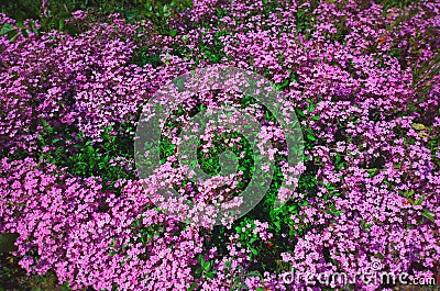 Pinky flowers at countryside garden background Stock Photo