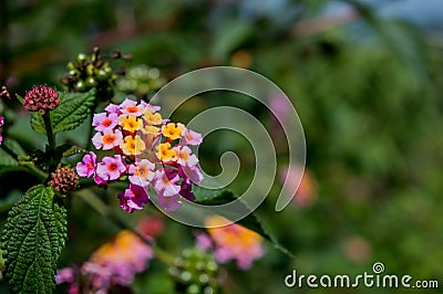 Pinky flowers in prambanan temple yogyakarta Stock Photo