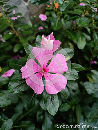 Pinky flowers shot in the evening Stock Photo