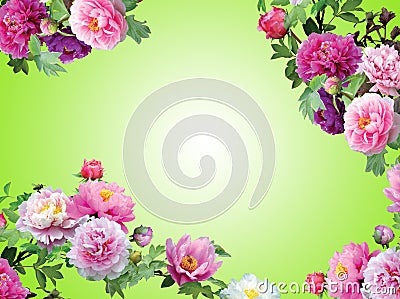 Pinky orchid flowers isolated , floral frame Stock Photo