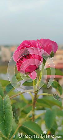 Pinky Panner Rose Stock Photo