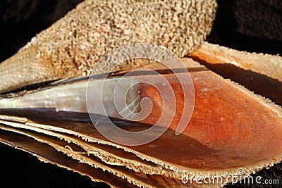 Pinna nobilis, noble pen shelsl, macro photography, closeup Stock Photo