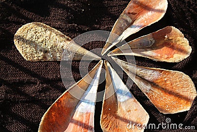 Pinna nobilis, noble pen shelsl, macro photography, closeup Stock Photo