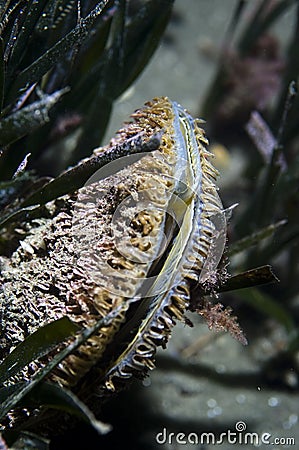 Pinna nobilis (seafood, muscles) Stock Photo