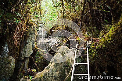 Pinnacles trek in gunung mulu national park Stock Photo