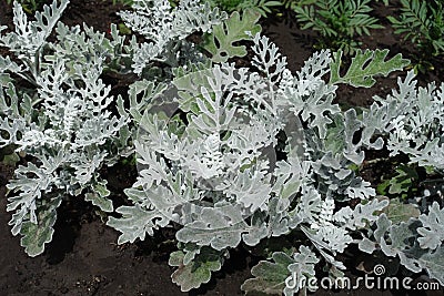 Pinnate grey leaves of Jacobaea maritima Stock Photo