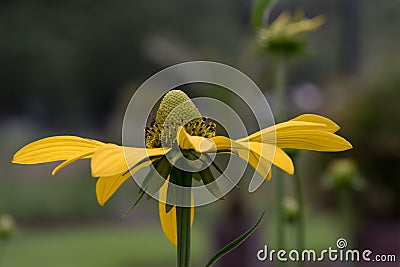 Pinnate prairie coneflower, Ratibida pinnata, flower facing upward Stock Photo