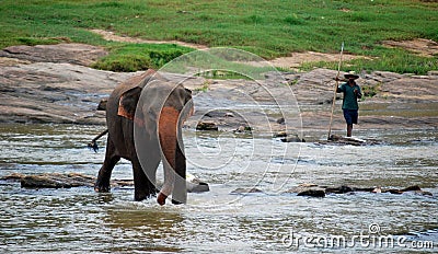 Pinnawela Elephant Orphanage in Sri Lanka Editorial Stock Photo