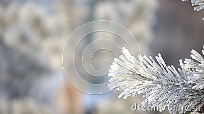 Pino nevoso di inverno Scena di natale Ramo dell'abete coperto di paese delle meraviglie del gelo Neve sulla filiale Umore di inv archivi video Pino nevoso di inverno Scena di natale Ramo dell'abete coperto di paese delle meraviglie del gelo Neve sulla filiale Umore di inv archivi video