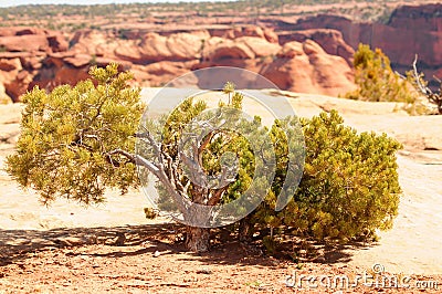 Pinon Pine Surrounding Hills and Valley Canyon De Chelly Arizona Stock Photo