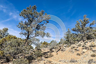 Pinon Pine Tree Stock Photo