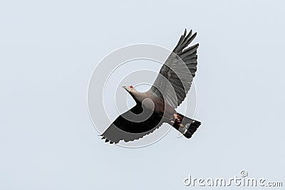 Pinon's imperial pigeon or Pinon imperial pigeon or Ducula pinon observed in Waigeo in West Papua, Indonesia Stock Photo